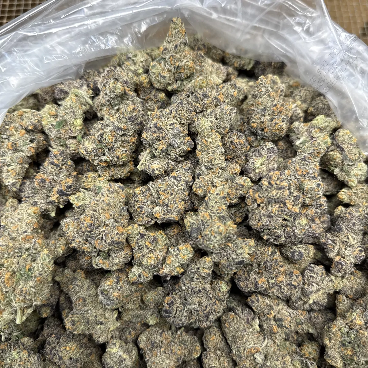 Purple Milk Flower